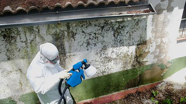 Top rated local Mold Cleanup specialists in Delaplane, VA